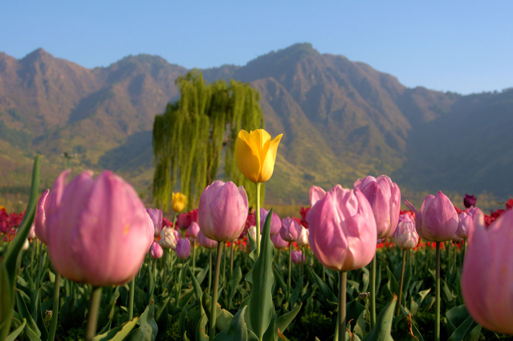 Tulip Garden in Kashmir